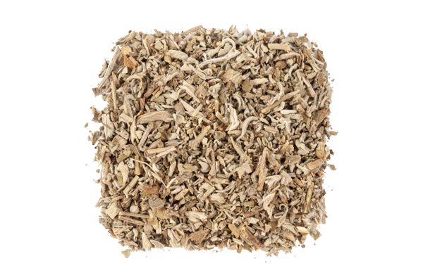 Salvia
